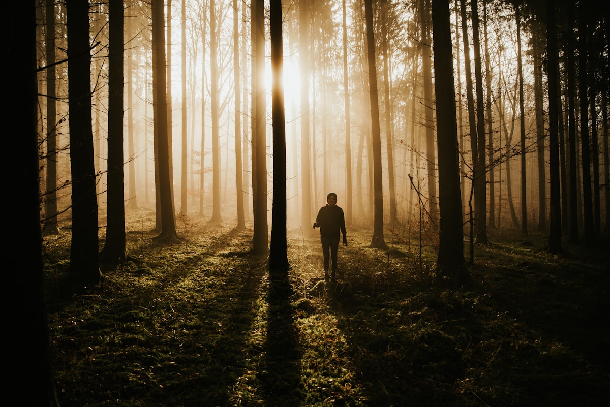 A person walking a sunlit forest path